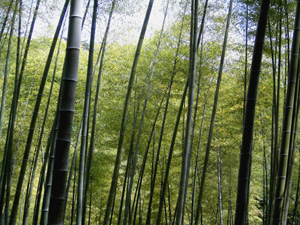 bamboo grove.JPG